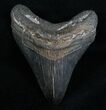 Megalodon Tooth #6989-1